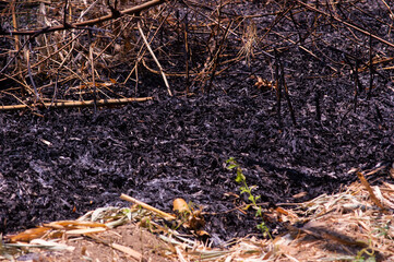 shot on burned land. land with piles of bamboo leaves caught fire.