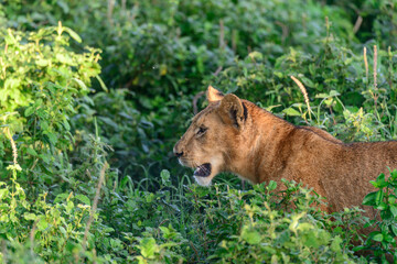 Fototapeta premium A lone wild female lion lioness (Panthera leo) watches from vegetation, seen in profile.
