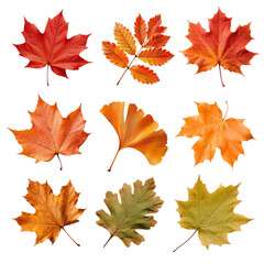 Obraz premium PNG Autumn leaf plant design element set, transparent background