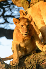 A tree-climbing female lion lioness (Panthera leo) living up to her description, seen from face-on...