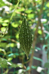 Vegetables bitter melon thailand