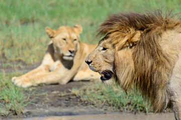 Obraz premium Male adult lion (Panthera leo) in profile at a watering hole in Ndutu, Tanzania. An adult female lion lioness is behind (shallow depth of field).