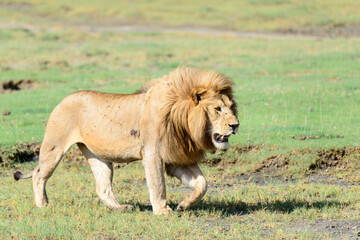 Adult male lion (Panthera leo) prowling on Tanzanian savannah.