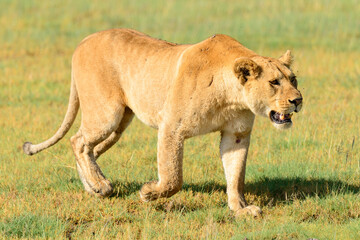 Adult lioness female lion (Panthera leo) prowling on Tanzanian savannah.