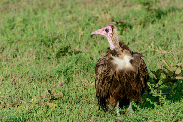 Hooded vulture (Necrosyrtes monachus) on savannah scrub, Tanzania.