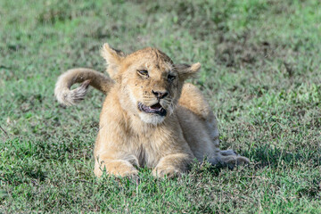 Lion cub (Panthera leo) lying down on scrub.