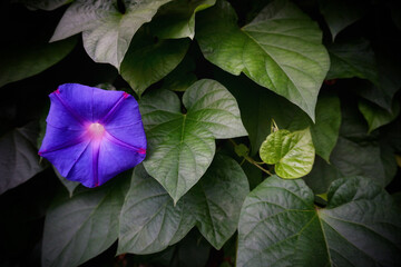 purple and green leaves