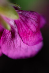 Bright colored flower petals