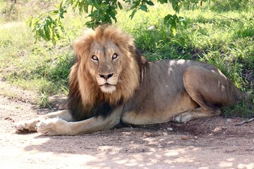 lion in Kruger