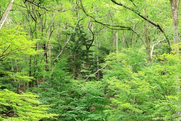 Obraz premium 日本周遊 初秋の奥日光散策