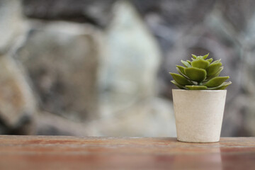 Green succulent is sitting in a white pot on a wooden table with soft blurred background. The table is made of wood and has a natural, rustic feel to it. The scene is simple and peaceful