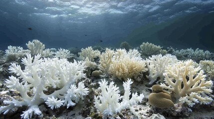 Bleached white coral reef with dead coral and marine life, showcasing impact of environmental changes.