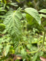 Obraz premium photo of a tomato plant featuring its vibrant green leaves and delicate yellow flowers, without any tomatoes. The image highlights the plant's early growth stage, perfect for gardening and botanical 