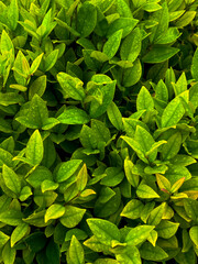 green leaves background