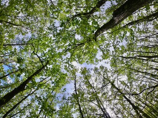 Treetop panorama of beech (fagus) trees in an Italian wood in a bright and nice spring day. Fresh green foliage seen from below in perspective wide angle.