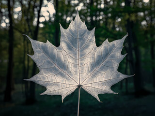 metallic silver autumn leaf, maple leaf oak leaf metallic 