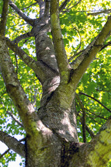 Tree trunk and branches with green leaves. High quality photo