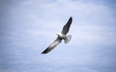 Seagull flying in front of blue sky spreading the wings