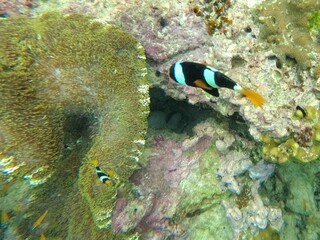 clownfish