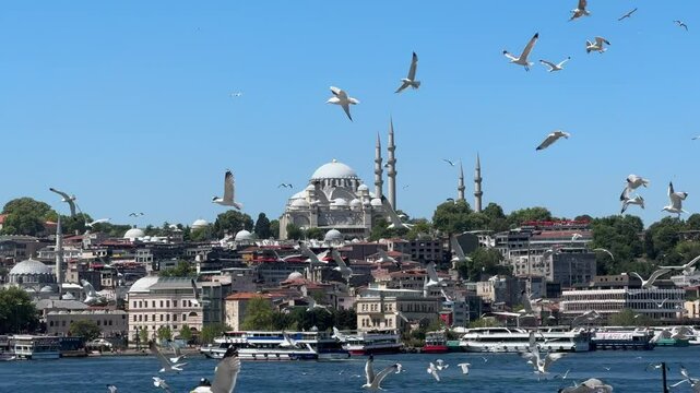 Istanbul view with seagulls flying
