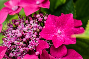 Beautiful pink hydrangea in a garden, hydrangea macrophylla, hortensius