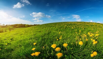 Fototapeta premium Green field with yellow dandelions and blue sky. Panoramic view to grass and flowers on the hill on sunny spring day
