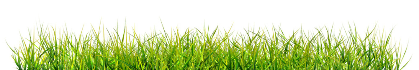Green grass, natural outdoors, high grass surface green, split on a white background