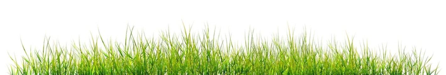 green grass background Green grass, natural outdoors, high grass surface green, split on a white background