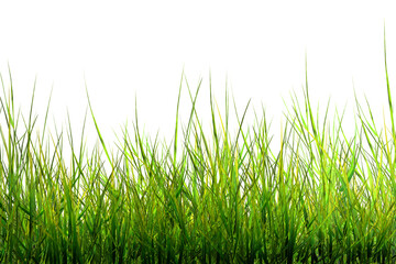 green grass isolated on white Green grass, natural outdoors, high grass surface green, split on a white background