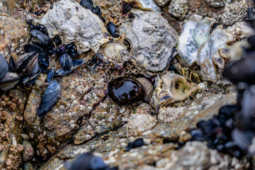 Tomato anemone in Brittany, cotes d'armor on a rock at low tide, red anemone, sea tomato or beadlet anemone, actinia equina