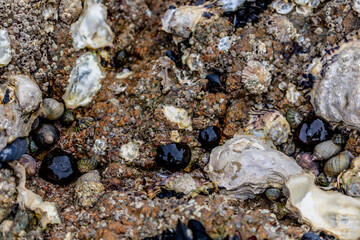 Tomato anemone in Brittany, cotes d'armor on a rock at low tide, red anemone, sea tomato or beadlet anemone, actinia equina