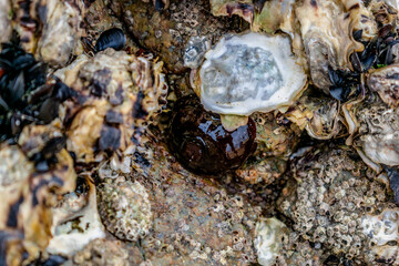 Tomato anemone in Brittany, cotes d'armor on a rock at low tide, red anemone, sea tomato or beadlet anemone, actinia equina