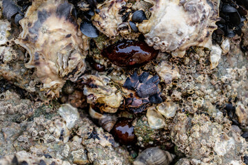 Tomato anemone in Brittany, cotes d'armor on a rock at low tide, red anemone, sea tomato or beadlet anemone, actinia equina