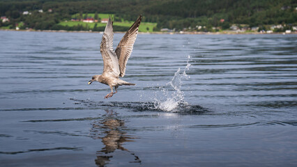 seagull picking up food from the water of Norwegian fjords