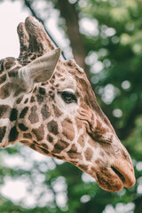 Side view portrait of a giraffe with foliage background blurred.