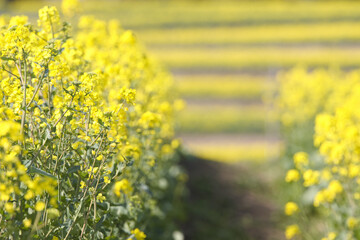 Fototapeta premium 面に広がる菜の花畑