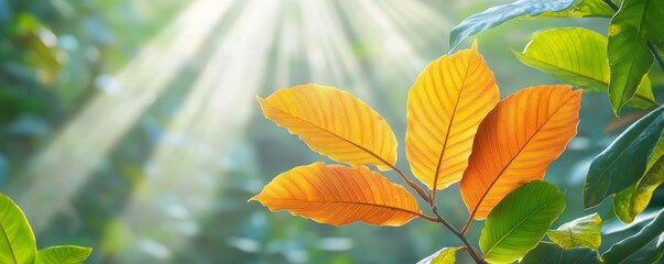 Fototapeta premium Golden autumn leaves lit by sunbeams in a dense forest, vibrant foliage, natural beauty