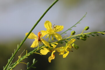 Parkinsonia aculeata is a species of perennial flowering tree in the pea family, Fabaceae	