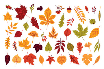 Obraz premium Set of autumn leaves and berries on a white background