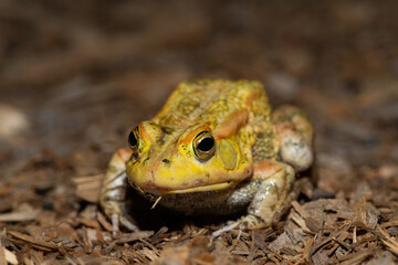 Obraz premium A beautiful Lemaire’s Toad (Sclerophrys lemairii) near the Barotse Floodplain, western Zambia