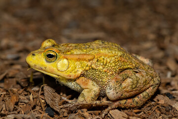 Obraz premium A beautiful Lemaire’s Toad (Sclerophrys lemairii) near the Barotse Floodplain, western Zambia