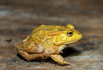 Obraz premium A beautiful Lemaire’s Toad (Sclerophrys lemairii) near the Barotse Floodplain, western Zambia