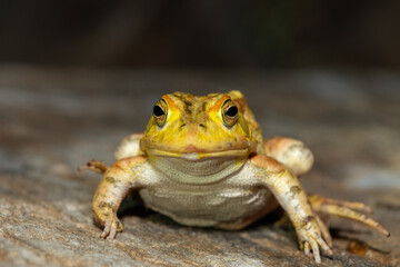 Naklejka premium A beautiful Lemaire’s Toad (Sclerophrys lemairii) near the Barotse Floodplain, western Zambia