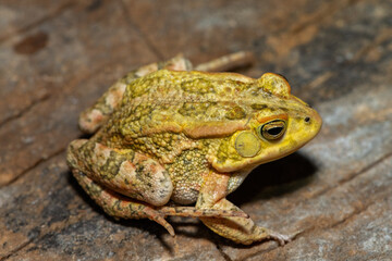 Fototapeta premium A beautiful Lemaire’s Toad (Sclerophrys lemairii) near the Barotse Floodplain, western Zambia