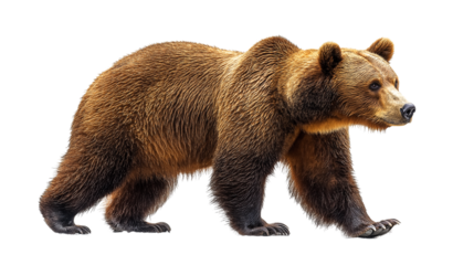 brown bear on a white background png