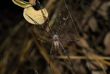 A large Funnel-web Nursery web spider (Euprosthenops sp), western Zambia