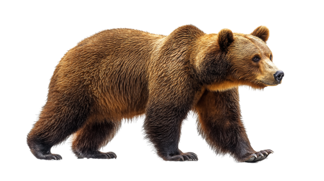 brown bear on a white background png