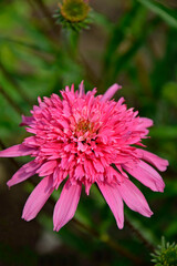 r&oacute;żowe, pełne kwiaty jeż&oacute;wki purpurowej, Echinacea purpurea, pink flower of purple coneflower, Echinacea purpurea variety, double flowered Coneflower Echinacea, Summer Candy or Pink Double Delight