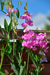 Groszek szerokolistny, rózowe kwiaty groszku na płocie, Lathyrus latifolius, perennial peavine, perennial pea, broad-leaved everlasting-pea, everlasting pea, pink flowering broad-leaved sweet pea