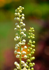 Pluskwica groniasta, sercolistna, świecznica groniasta, Cimicifuga racemosa, pączki kwiatowe pluskwicy, Actaea racemosa, black cohosh, black bugbane, black snakeroot, rattle-top, fairy candle © kateej